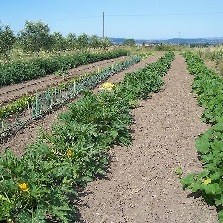 Agriturismo Il Grillo Parlante ピティリアーノ エクステリア 写真